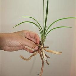 国产草b,绿色生态，引领未来农业发展新潮流