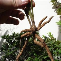 国产草b,绿色生态，引领未来农业发展新潮流